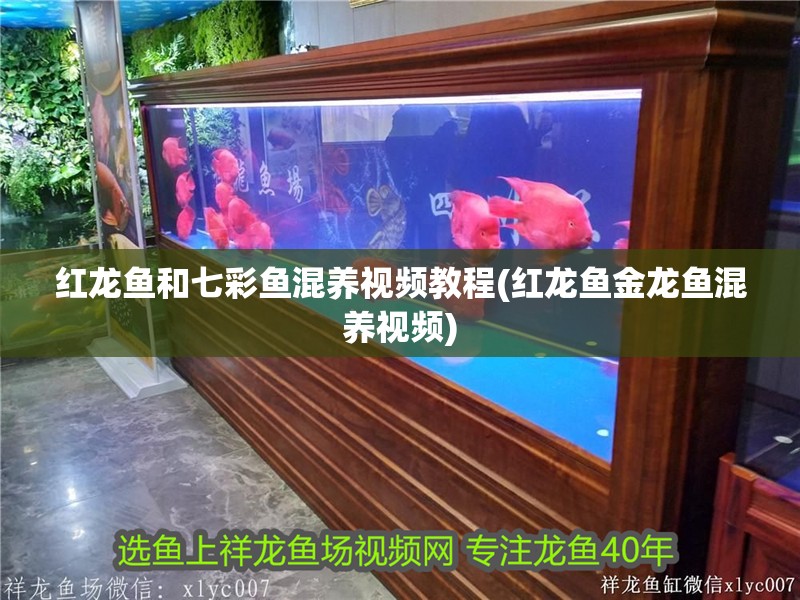 紅龍魚和七彩魚混養(yǎng)視頻教程(紅龍魚金龍魚混養(yǎng)視頻)