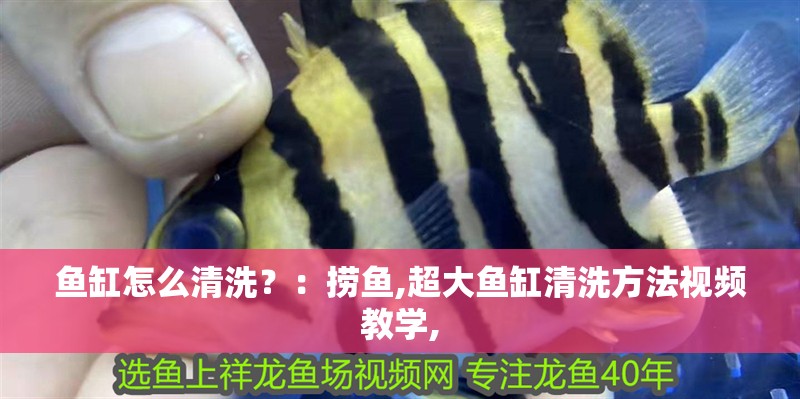 魚缸怎么清洗？：撈魚,超大魚缸清洗方法視頻教學(xué), 魚缸怎么清洗？：撈魚,超大魚缸清洗方法視頻教學(xué), 魚缸百科