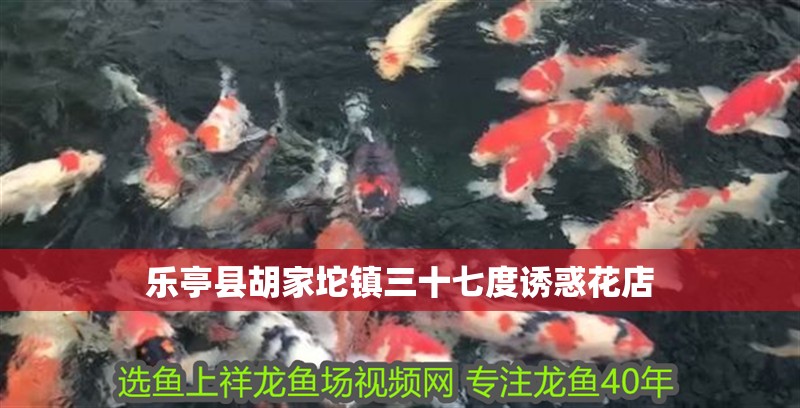 樂亭縣胡家坨鎮(zhèn)三十七度誘惑花店