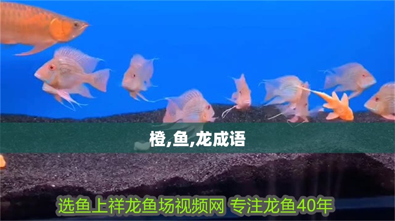 橙,魚,龍成語
