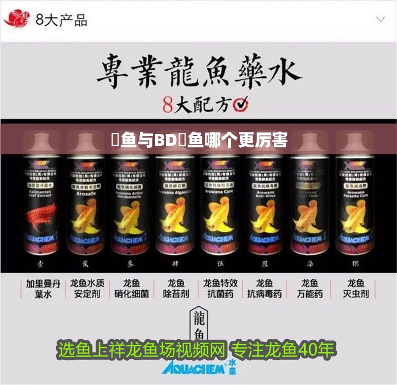 魟魚與BD魟魚哪個更厲害