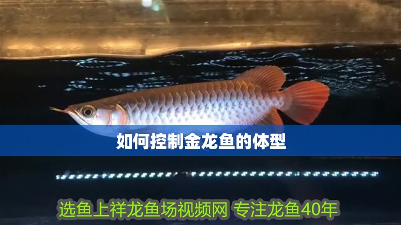 如何控制金龍魚的體型