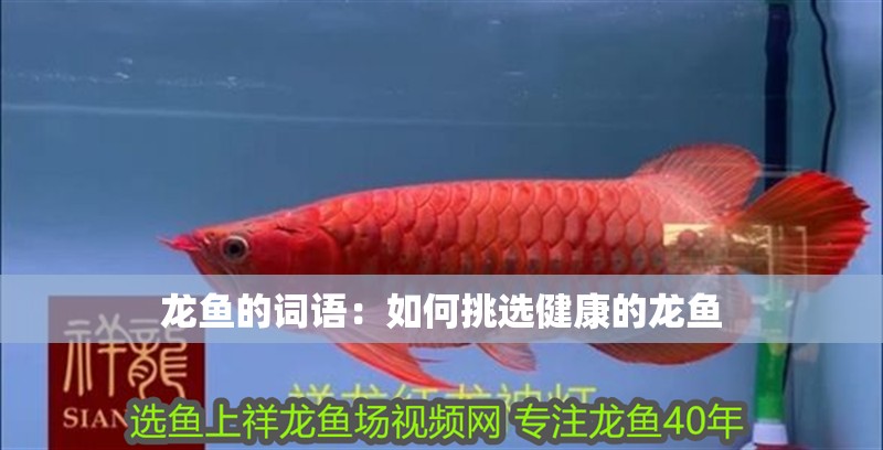 龍魚的詞語：如何挑選健康的龍魚