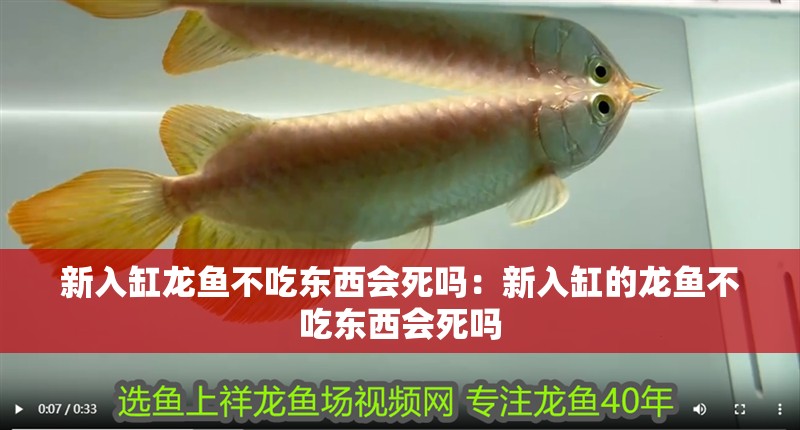 魚缸過濾器選購指南:自制魚缸過濾器魚缸上置過濾器對于養(yǎng)魚愛好者的必備知識 新入缸龍魚不吃東西會死嗎:新入缸的龍魚不吃東西會死嗎 龍魚百科 新入缸龍魚不吃東西會死嗎:新入缸的龍魚不吃東西會死嗎 新入缸龍魚不吃東西會死嗎:新入缸的龍魚不吃東西會死嗎 龍魚百科