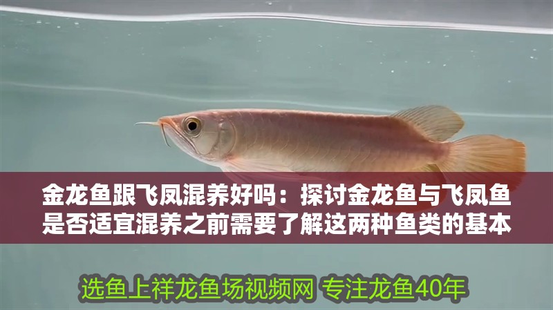 金龍魚跟飛鳳混養好嗎：探討金龍魚與飛鳳魚是否適宜混養之前需要了解這兩種魚類的基本特性