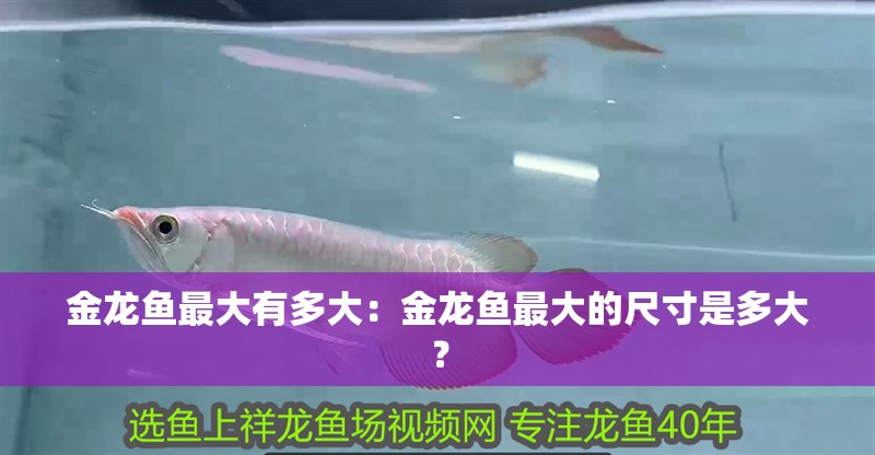 金龍魚最大有多大：金龍魚最大的尺寸是多大？