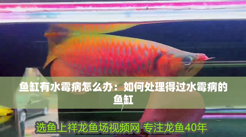 魚缸有水霉病怎么辦：如何處理得過水霉病的魚缸