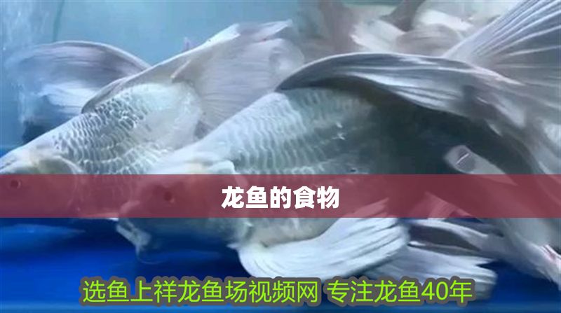 龍魚的食物