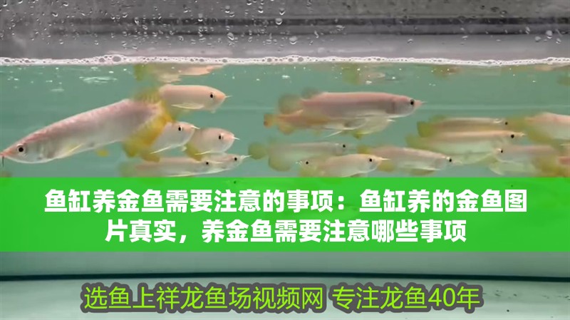魚缸養金魚需要注意的事項：魚缸養的金魚圖片真實，養金魚需要注意哪些事項