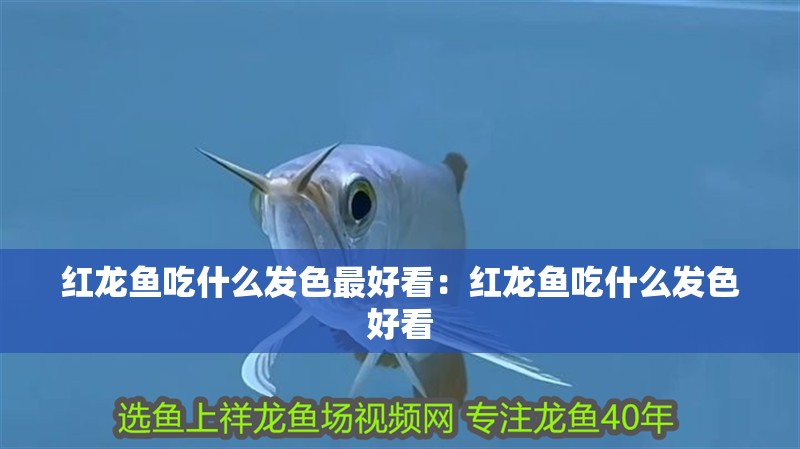 紅龍魚吃什么發色最好看：紅龍魚吃什么發色好看 紅龍魚吃什么發色最好看：紅龍魚吃什么發色好看 龍魚百科