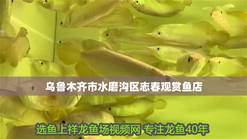 烏魯木齊市水磨溝區志春觀賞魚店
