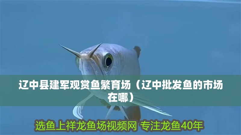 龍魚干蝦有營養(yǎng)嗎 遼中縣建軍觀賞魚繁育場(遼中批發(fā)魚的市場在哪) 全國水族館企業(yè)名錄 遼中縣建軍觀賞魚繁育場(遼中批發(fā)魚的市場在哪) 遼中縣建軍觀賞魚繁育場(遼中批發(fā)魚的市場在哪) 全國水族館企業(yè)名錄