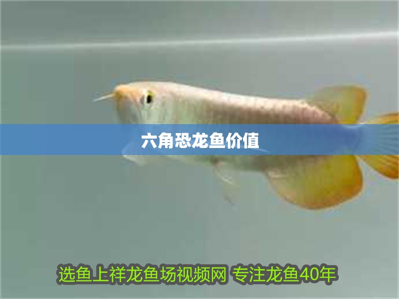 六角恐龍魚(yú)價(jià)值