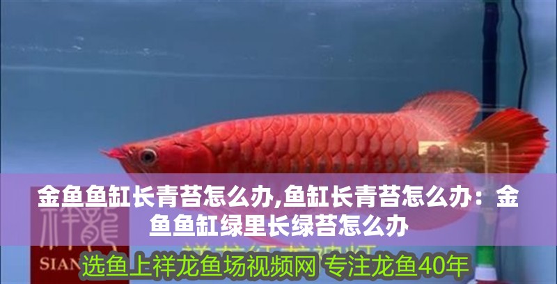 金魚魚缸長青苔怎么辦,魚缸長青苔怎么辦：金魚魚缸綠里長綠苔怎么辦