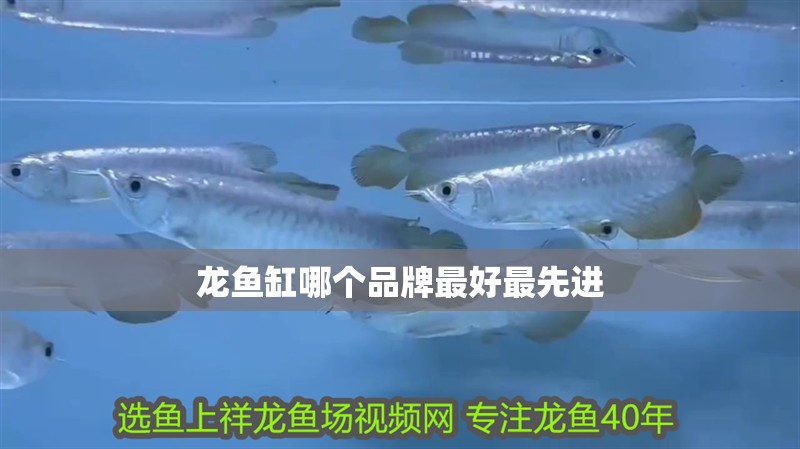 龍魚缸哪個品牌最好最先進(jìn) 龍魚缸哪個品牌最好最先進(jìn) 魚缸百科