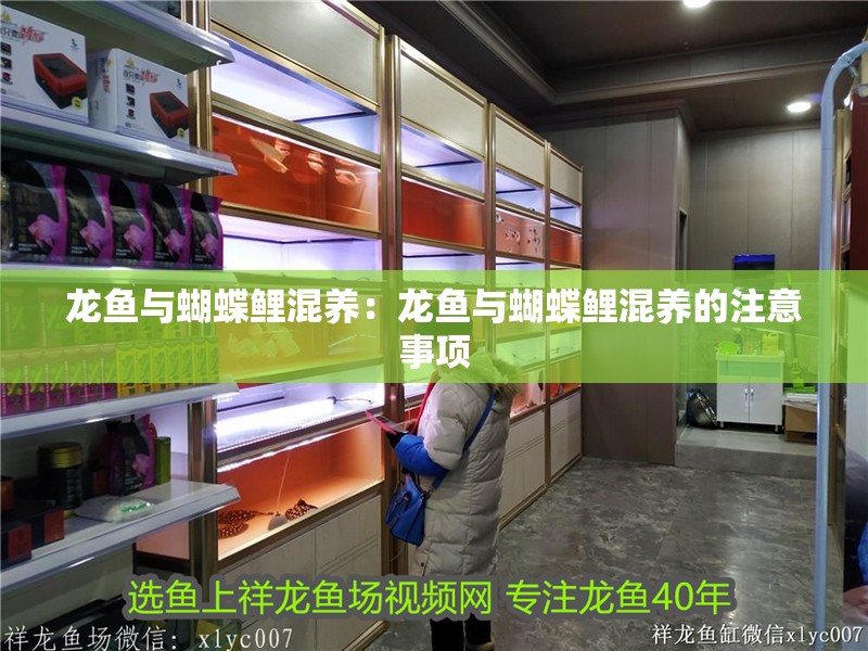 龍魚與蝴蝶鯉混養(yǎng)：龍魚與蝴蝶鯉混養(yǎng)的注意事項 龍魚與蝴蝶鯉混養(yǎng)：龍魚與蝴蝶鯉混養(yǎng)的注意事項 龍魚百科