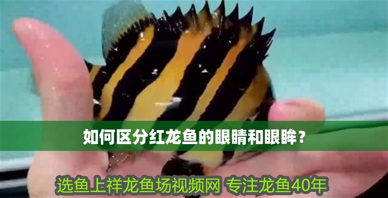 如何區分紅龍魚的眼睛和眼眸？