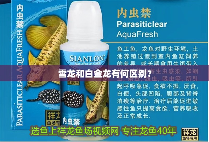雪龍和白金龍有何區別？