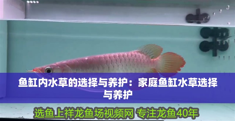 魚缸內水草的選擇與養護：家庭魚缸水草選擇與養護