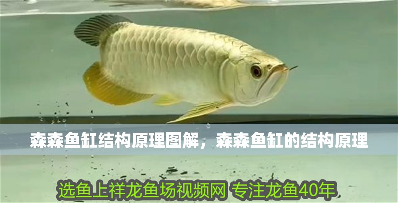 龍魚怕什么 森森魚缸結構原理圖解,森森魚缸的結構原理 龍魚百科 森森魚缸結構原理圖解,森森魚缸的結構原理 森森魚缸結構原理圖解,森森魚缸的結構原理 龍魚百科