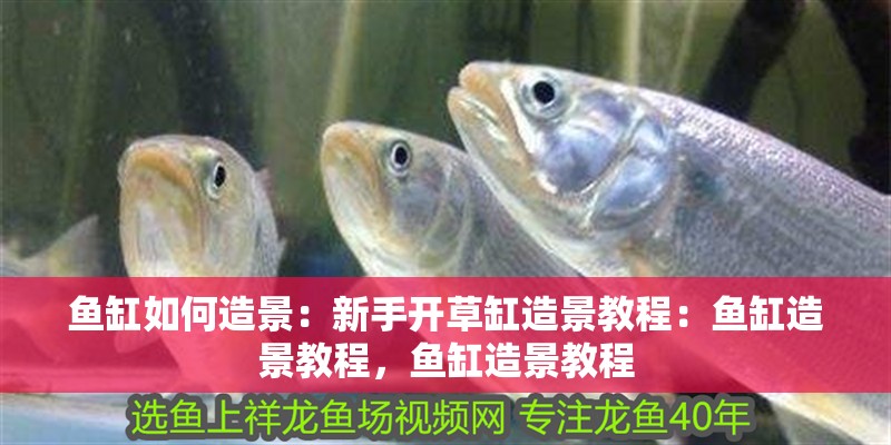 魚缸如何造景：新手開草缸造景教程：魚缸造景教程，魚缸造景教程