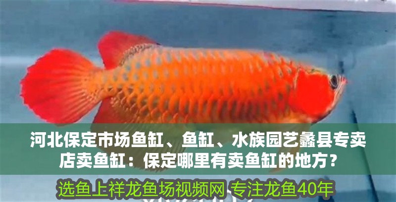 河北保定市場魚缸、魚缸、水族園藝蠡縣專賣店賣魚缸：保定哪里有賣魚缸的地方？