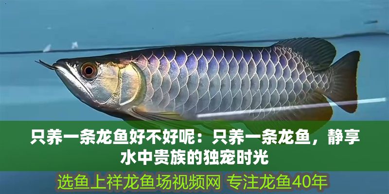 只養一條龍魚好不好呢：只養一條龍魚，靜享水中貴族的獨寵時光