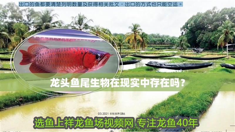 龍頭魚尾生物在現實中存在嗎？
