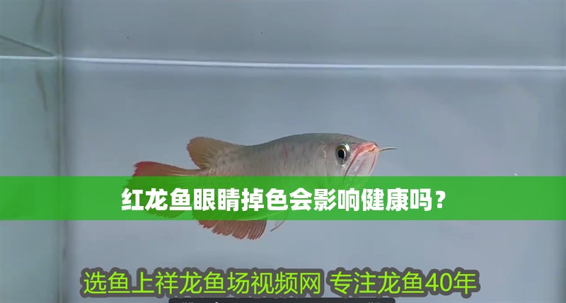 紅龍魚(yú)眼睛掉色會(huì)影響健康嗎？