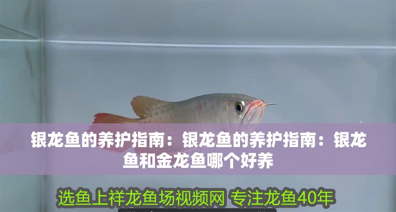 銀龍魚的養護指南：銀龍魚的養護指南：銀龍魚和金龍魚哪個好養