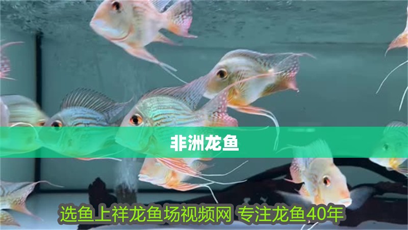 非洲龍魚