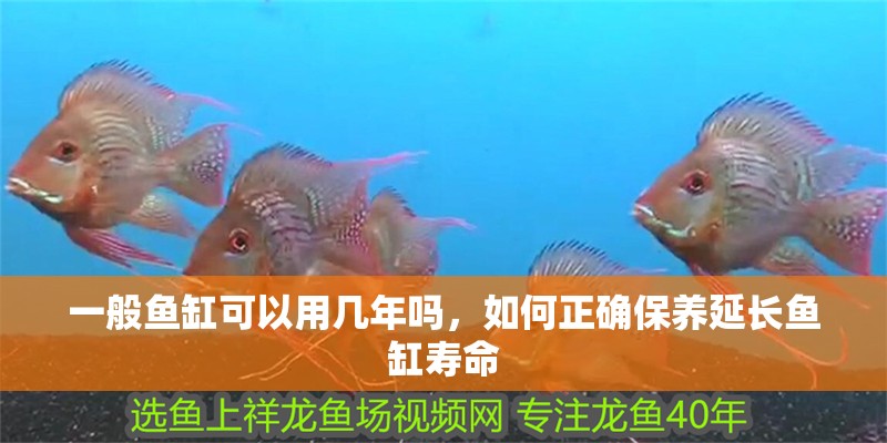 一般魚缸可以用幾年嗎，如何正確保養(yǎng)延長魚缸壽命