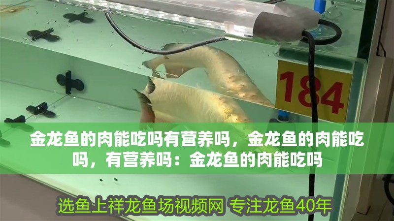 金龍魚的肉能吃嗎有營養嗎，金龍魚的肉能吃嗎，有營養嗎：金龍魚的肉能吃嗎