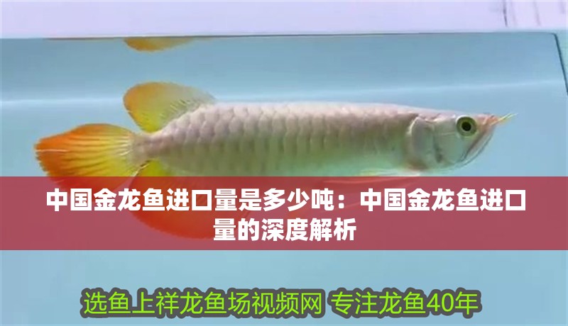 中國金龍魚進口量是多少噸：中國金龍魚進口量的深度解析