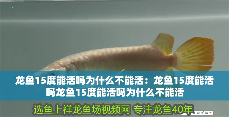龍魚15度能活嗎為什么不能活：龍魚15度能活嗎龍魚15度能活嗎為什么不能活