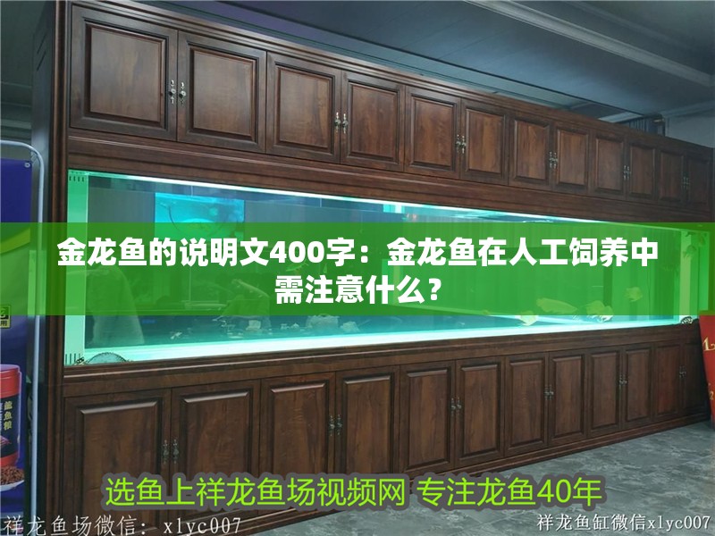 金龍魚的說明文400字：金龍魚在人工飼養中需注意什么？