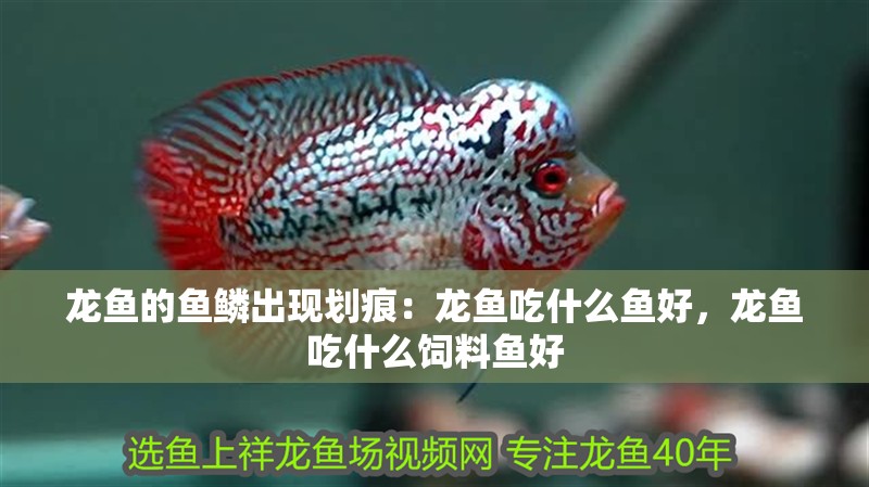 龍魚的魚鱗出現劃痕：龍魚吃什么魚好，龍魚吃什么飼料魚好