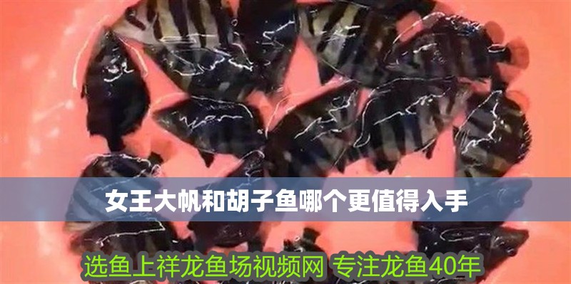 女王大帆和胡子魚哪個更值得入手