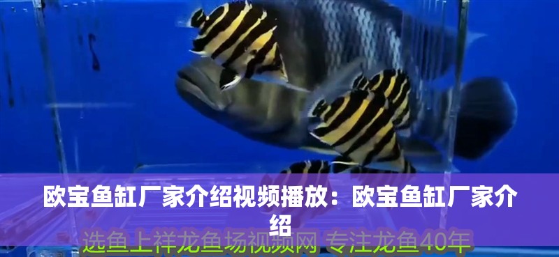 魚(yú)缸過(guò)濾器選購(gòu)指南:自制魚(yú)缸過(guò)濾器魚(yú)缸上置過(guò)濾器對(duì)于養(yǎng)魚(yú)愛(ài)好者的必備知識(shí) 歐寶魚(yú)缸廠家介紹視頻播放:歐寶魚(yú)缸廠家介紹 魚(yú)缸百科 歐寶魚(yú)缸廠家介紹視頻播放:歐寶魚(yú)缸廠家介紹 歐寶魚(yú)缸廠家介紹視頻播放:歐寶魚(yú)缸廠家介紹 魚(yú)缸百科