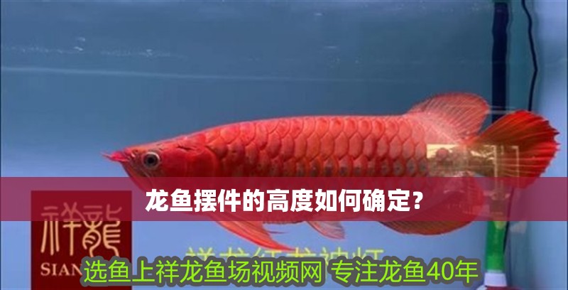 龍魚擺件的高度如何確定？