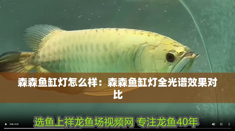 魚缸過濾器選購指南:自制魚缸過濾器魚缸上置過濾器對于養魚愛好者的必備知識 森森魚缸燈怎么樣:森森魚缸燈全光譜效果對比 魚缸百科 森森魚缸燈怎么樣:森森魚缸燈全光譜效果對比 森森魚缸燈怎么樣:森森魚缸燈全光譜效果對比 魚缸百科