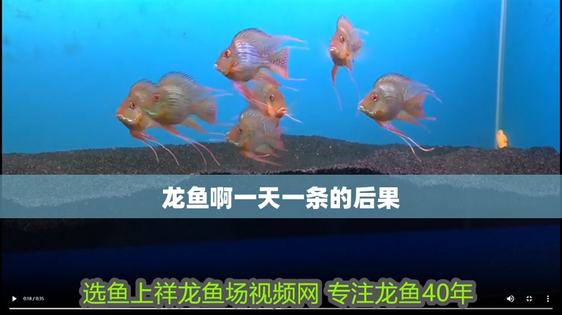 龍魚啊一天一條的后果 龍魚啊一天一條的后果 龍魚論壇