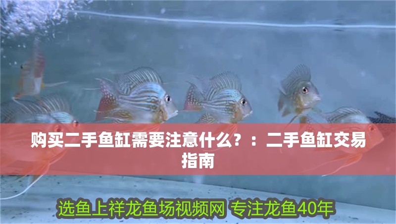 什么魚能和龍魚、虎魚混養(yǎng)(龍魚能和虎魚混養(yǎng)嗎) 購(gòu)買二手魚缸需要注意什么?:二手魚缸交易指南 魚缸百科 購(gòu)買二手魚缸需要注意什么?:二手魚缸交易指南 購(gòu)買二手魚缸需要注意什么?:二手魚缸交易指南 魚缸百科