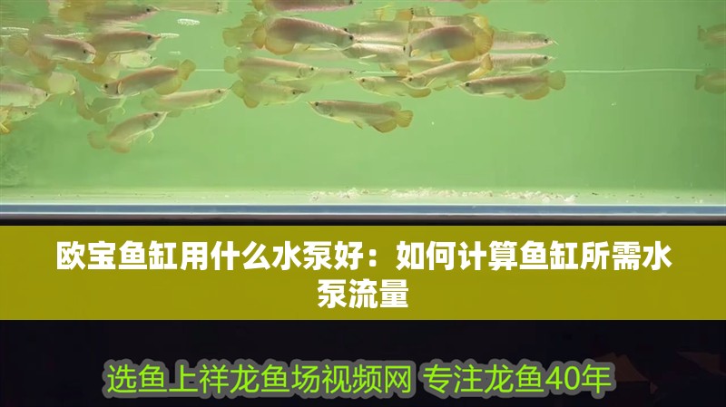 歐寶魚缸用什么水泵好：如何計算魚缸所需水泵流量