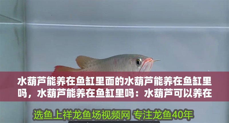 水葫蘆能養在魚缸里面的水葫蘆能養在魚缸里嗎，水葫蘆能養在魚缸里嗎：水葫蘆可以養在魚缸里嗎？