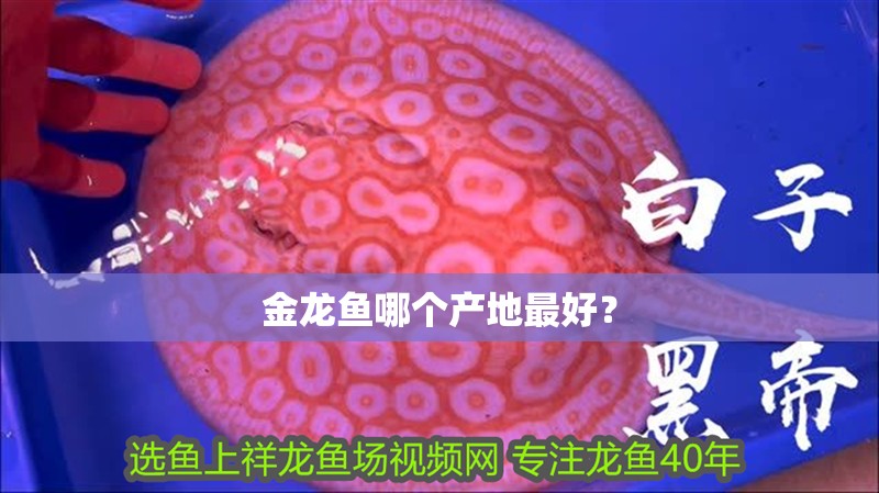 金龍魚哪個(gè)產(chǎn)地最好？