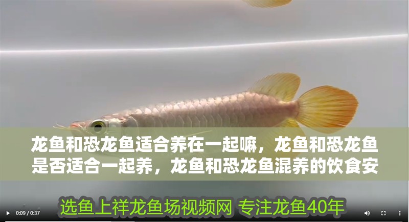 龍魚和恐龍魚適合養在一起嘛，龍魚和恐龍魚是否適合一起養，龍魚和恐龍魚混養的飲食安排