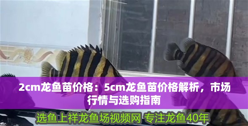 2cm龍魚苗價格：5cm龍魚苗價格解析，市場行情與選購指南