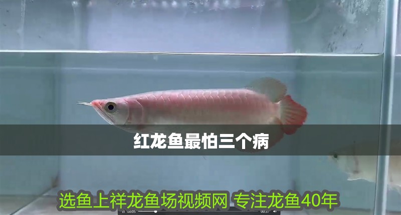 紅龍魚最怕三個病