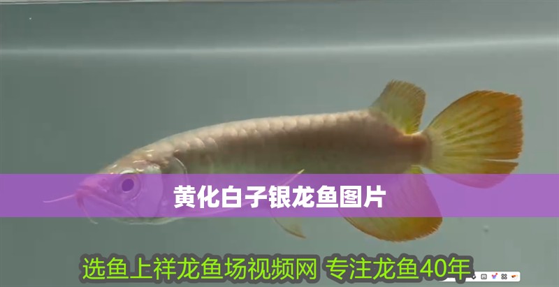 黃化白子銀龍魚圖片